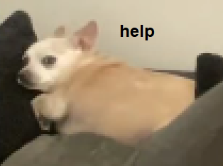 choosy.png