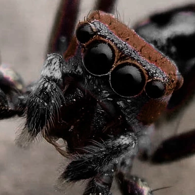 ChrysillaVolupeSpookyModer.webp