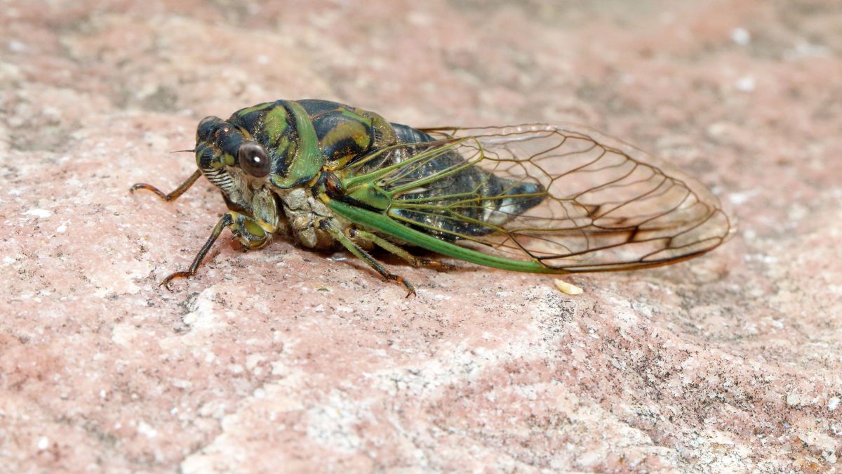 cicada.jpg