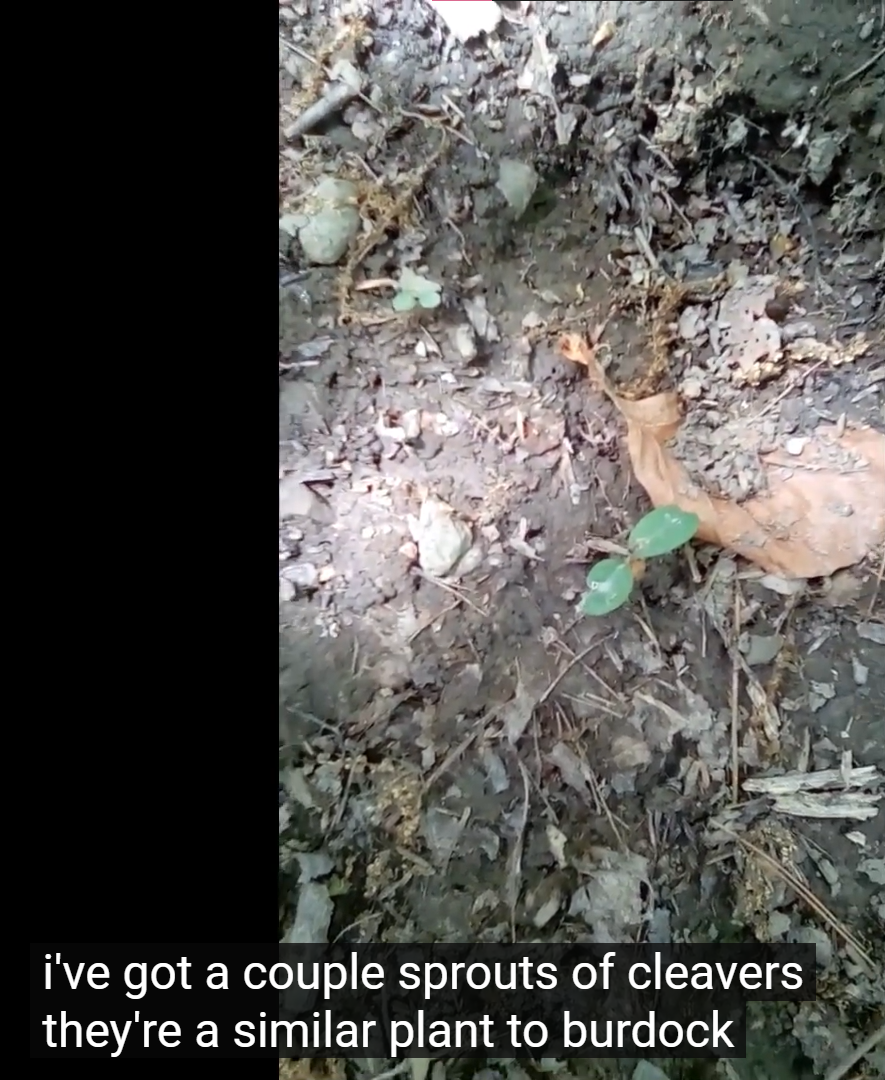 cleavers.png