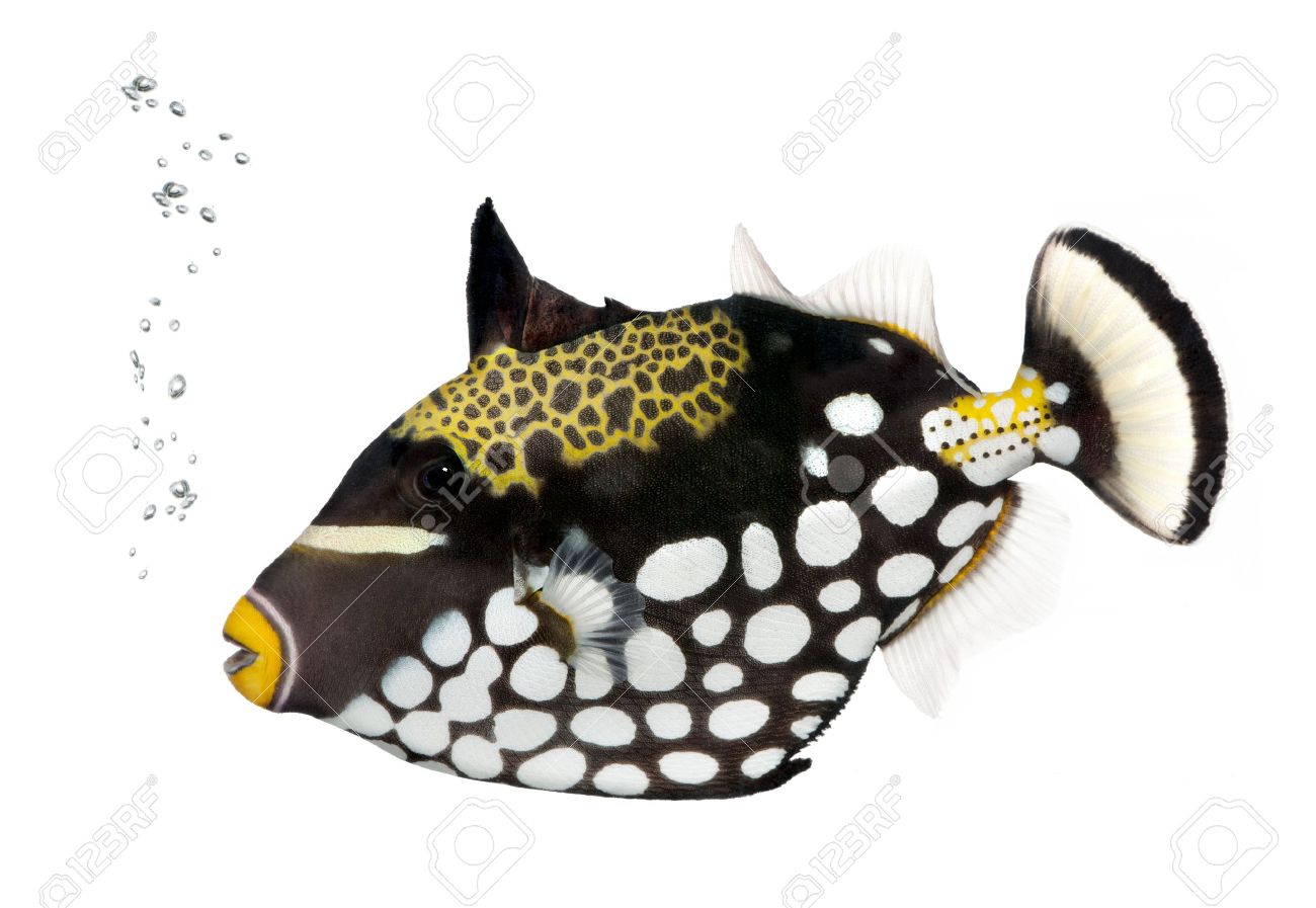 Clown-triggerfish.jpg