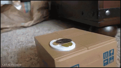 coin trauma.gif
