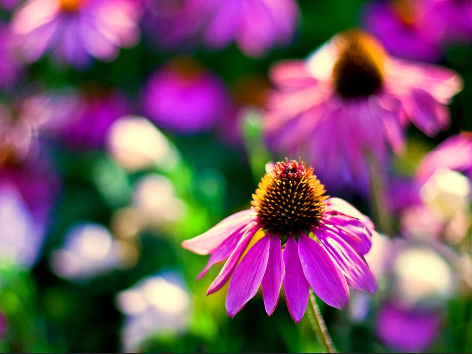 coneflowers.webp