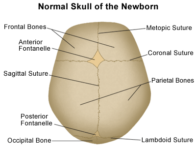 Coronal-suture-1.gif