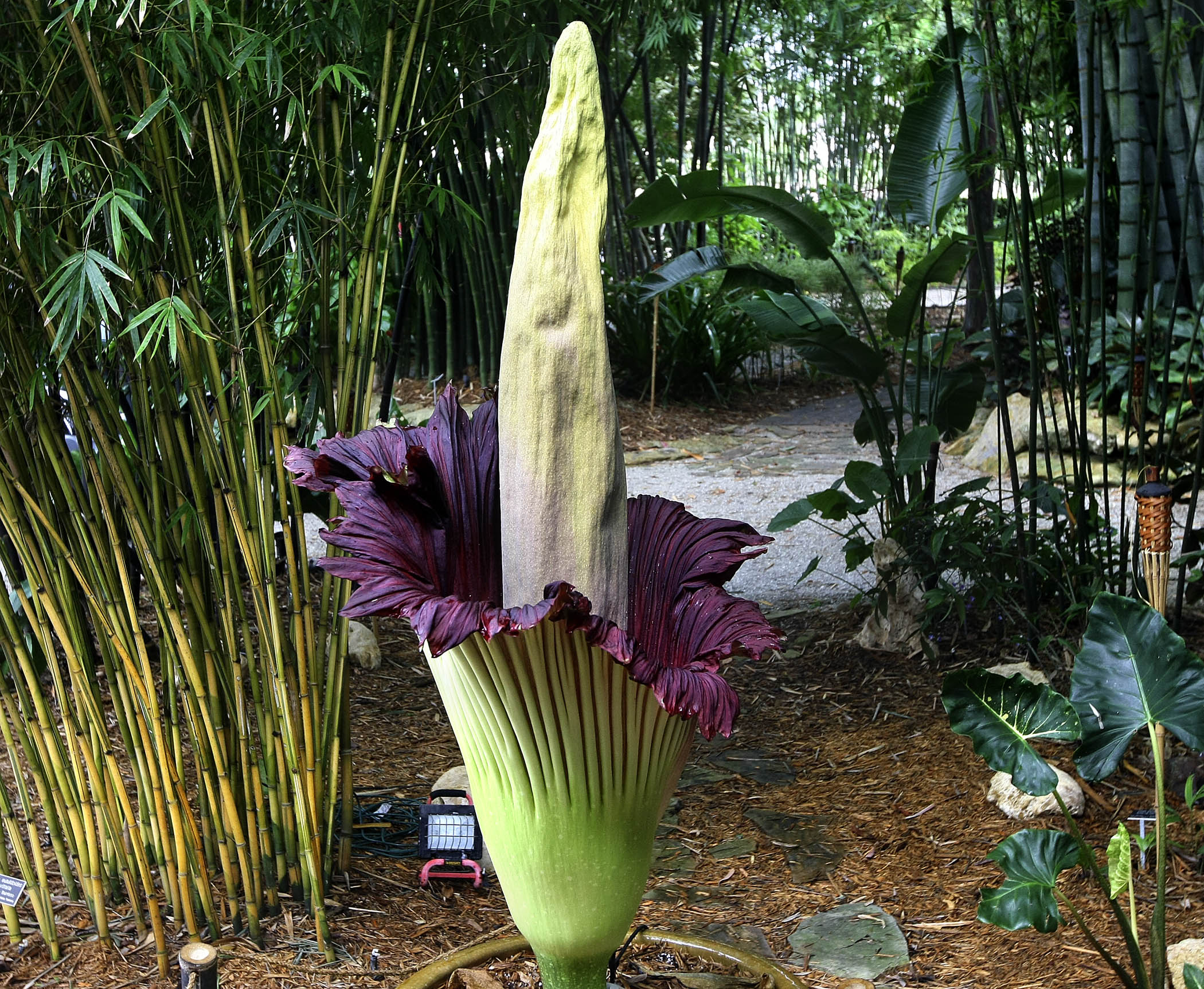 corpse flower.jpg