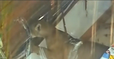 Cougard destroying blinds.gif
