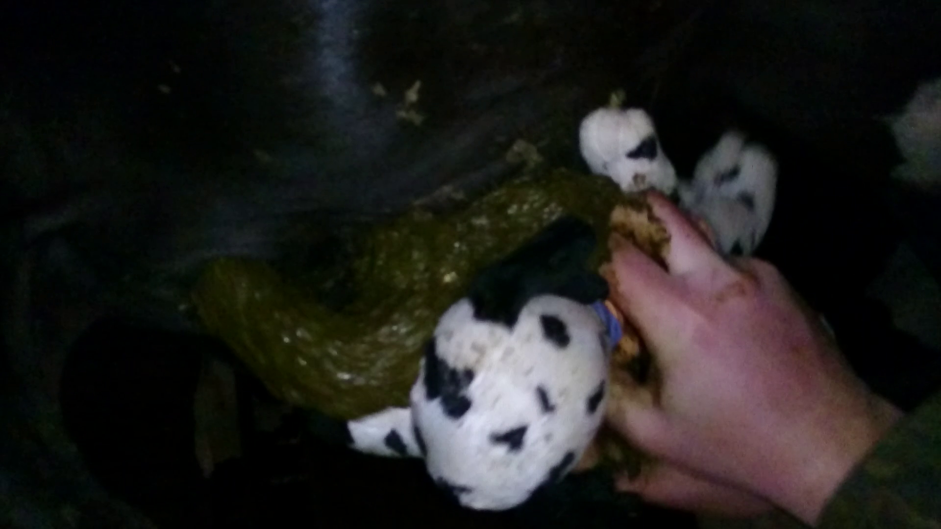 cow.png