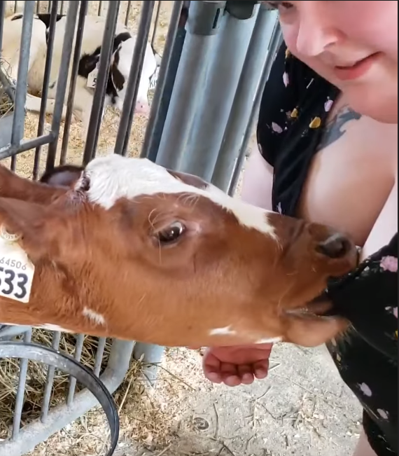 cow7.png