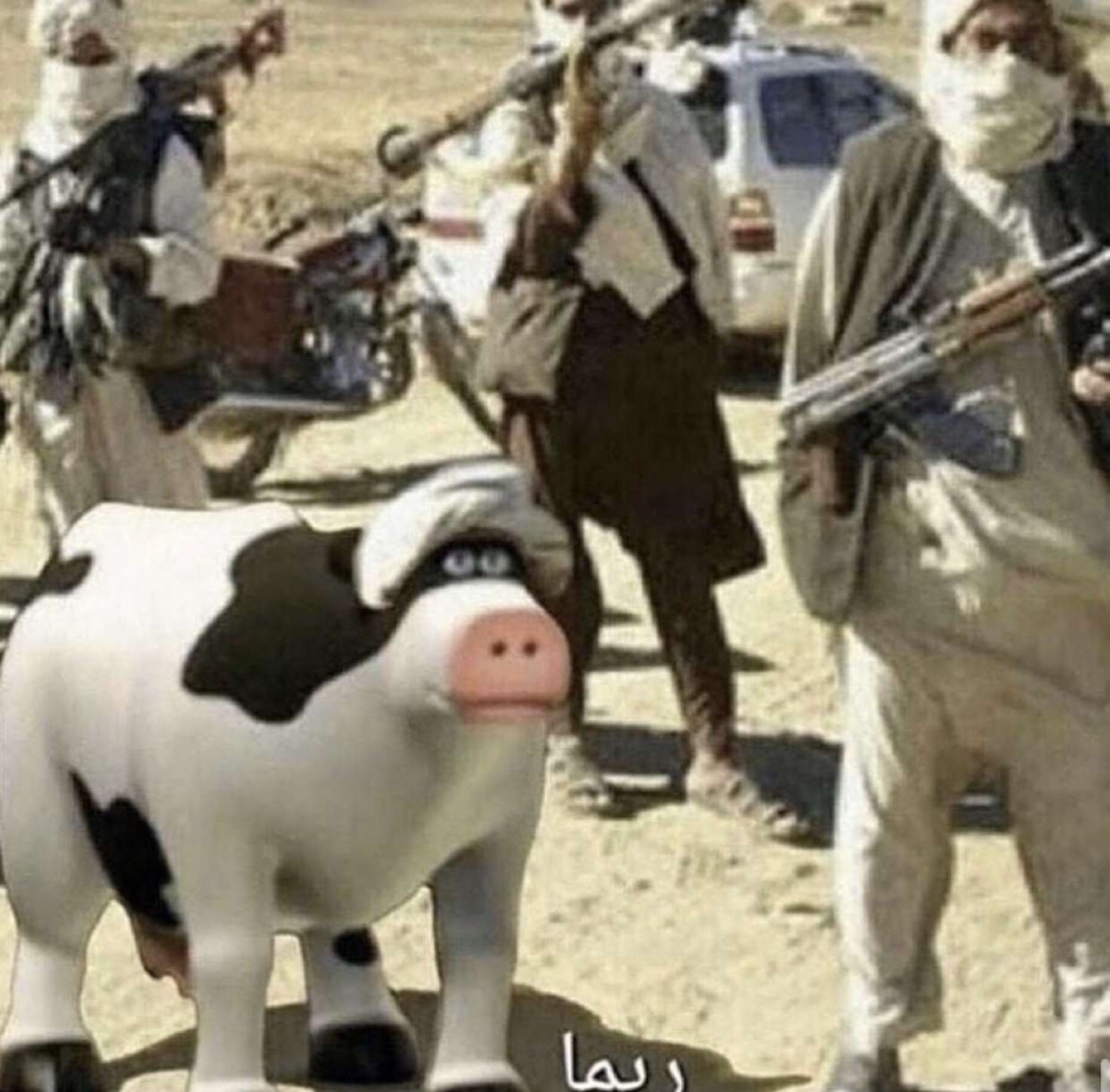 cowraqi.jpg