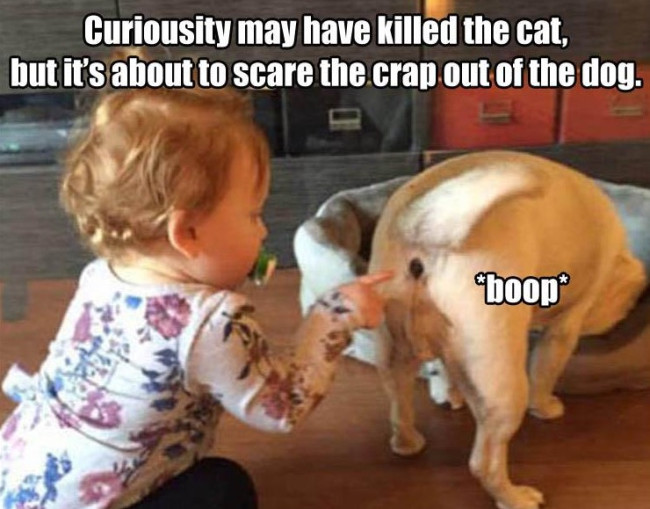 crapoutofthedog.jpg