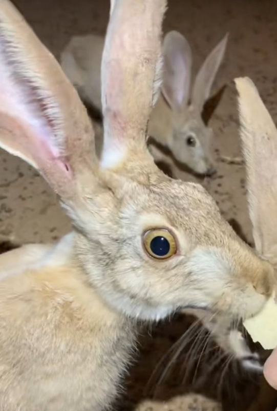 crazy meth creature.png