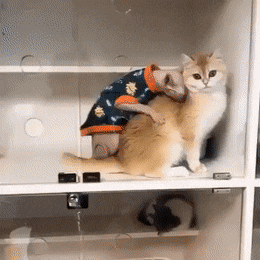 CrazyArtisticGodwit-size_restricted.gif