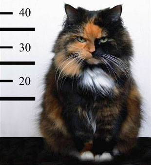crime cat.jpg