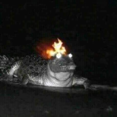 crocodile.jpg