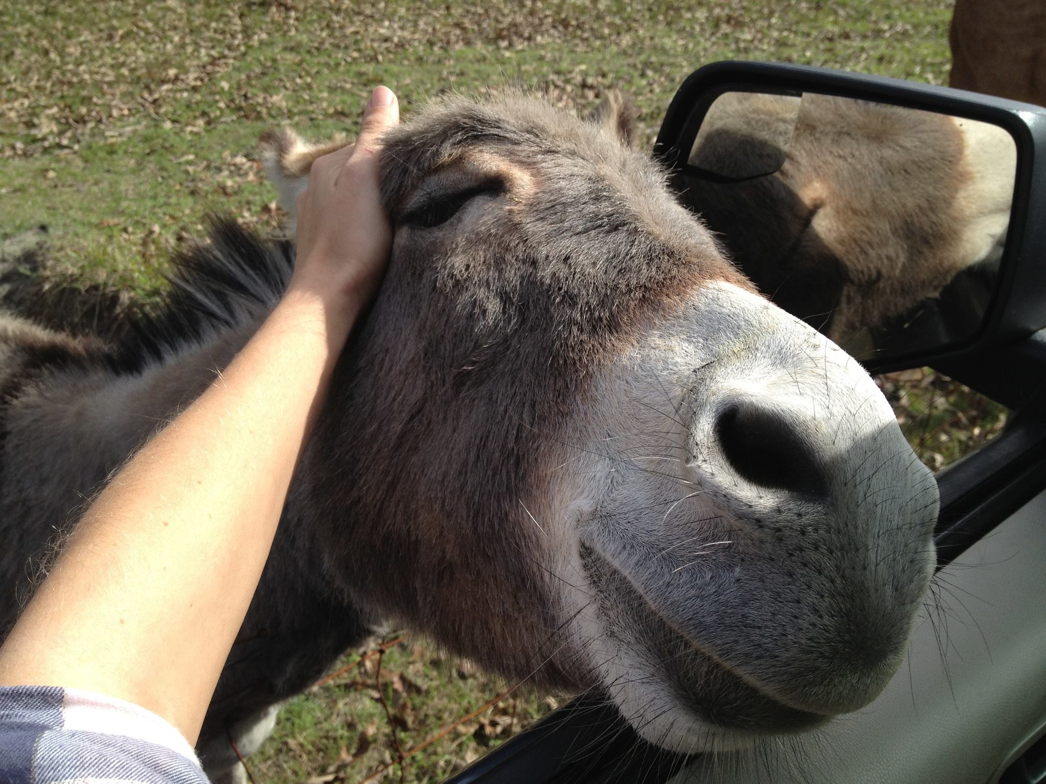 cute-mini-donkey.jpg