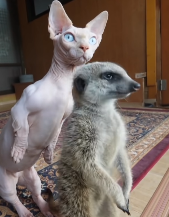 CUTE.png