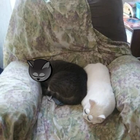 cutecats.png