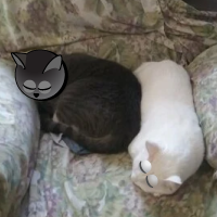 cutecatsc.png