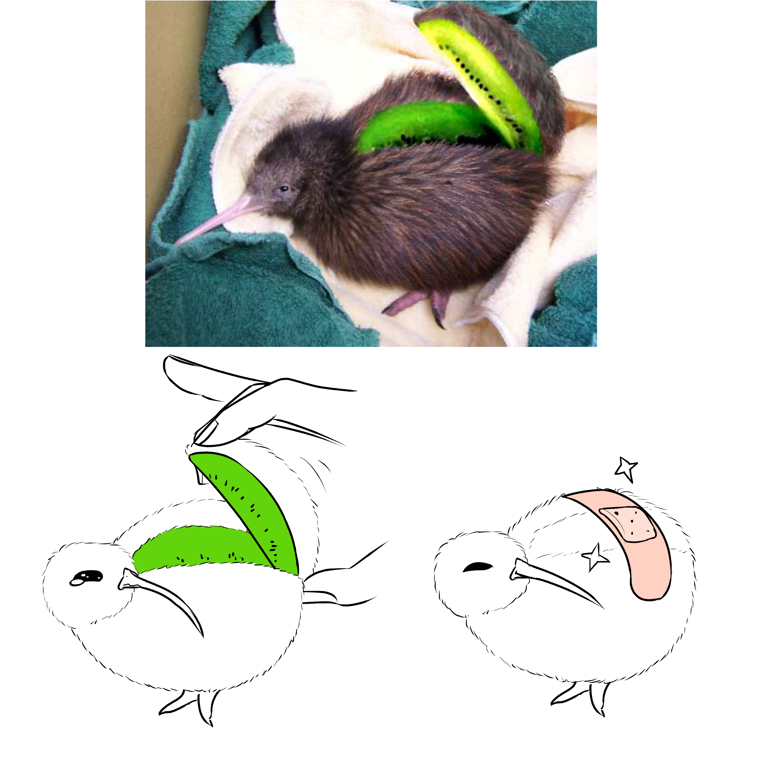 cutekiwi.png