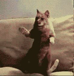 Dancecat.gif