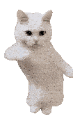 Dancecat.gif