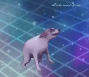 dancing-dog.gif