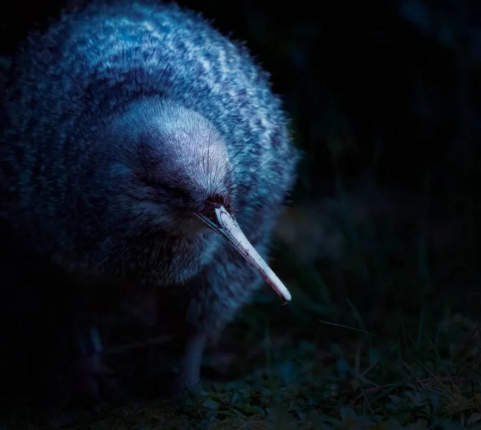 dark kiwi.png