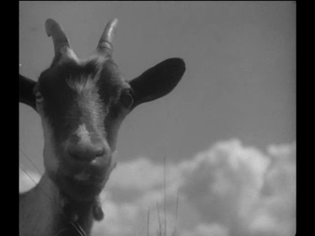 datgoat.png