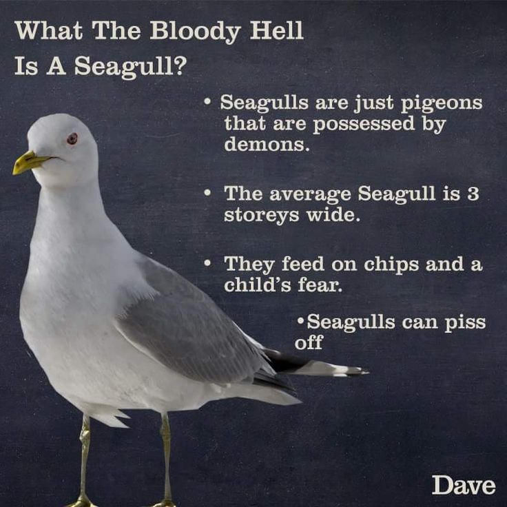 Dave_Seagull.jpg