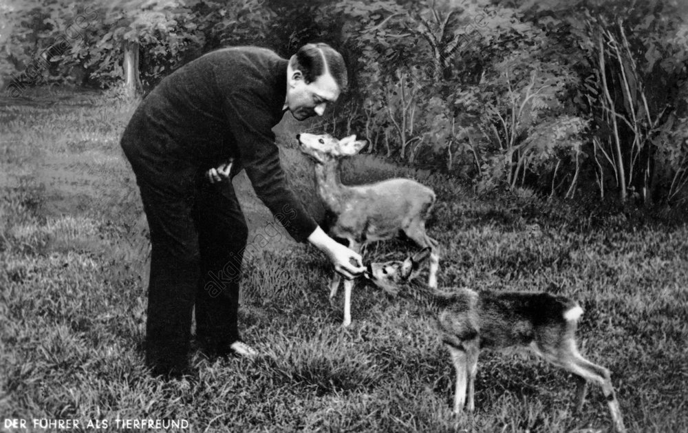 deer.jpg
