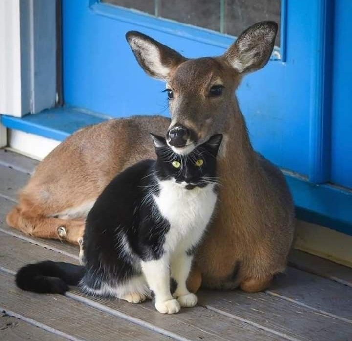 deerandcat.jpg