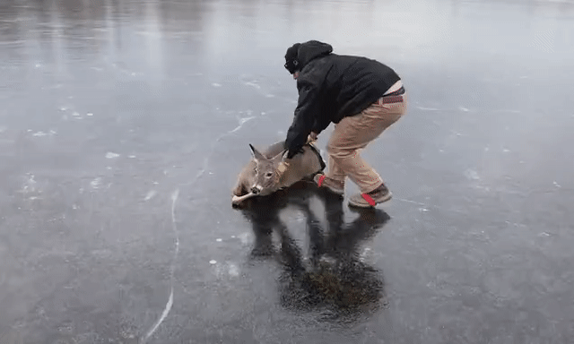 deerslide.gif