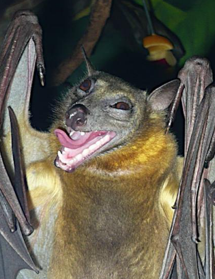 derpbat.png