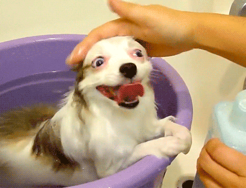 dog bath.gif