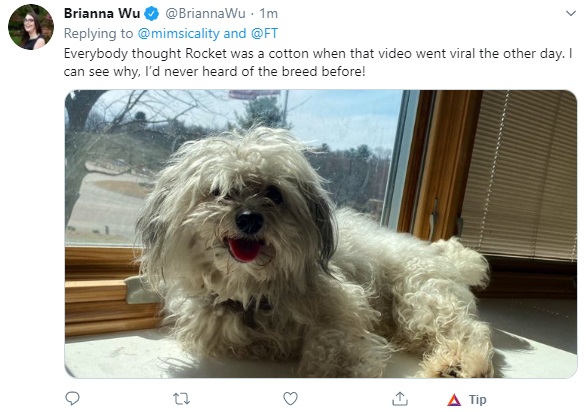 dog.jpg