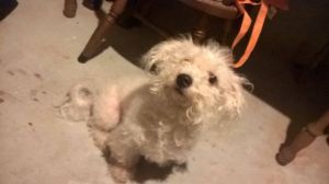 Dog.jpg