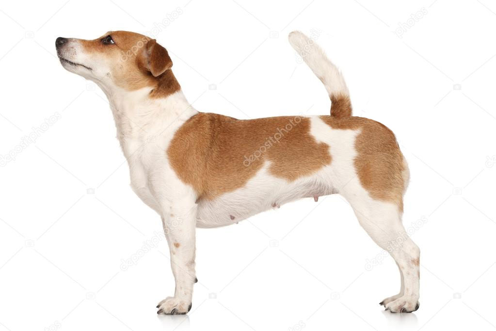 dog.jpg