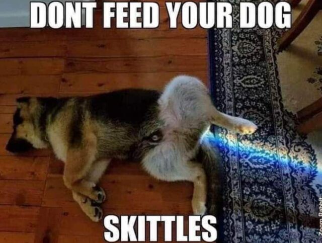 dog.jpg