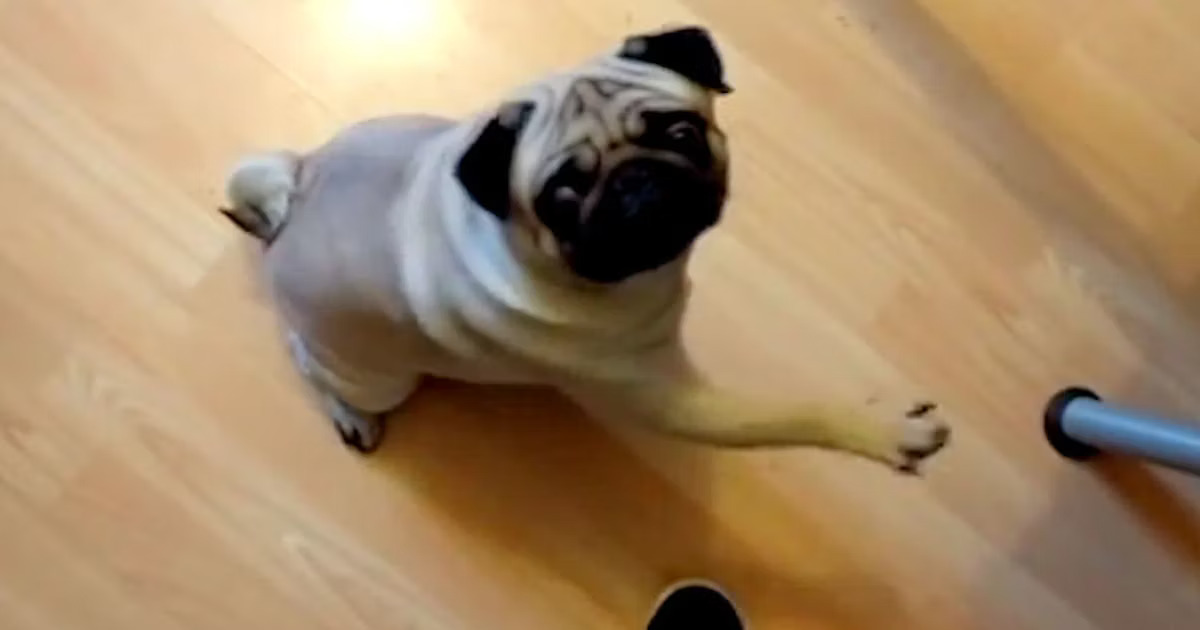 Dog.jpg