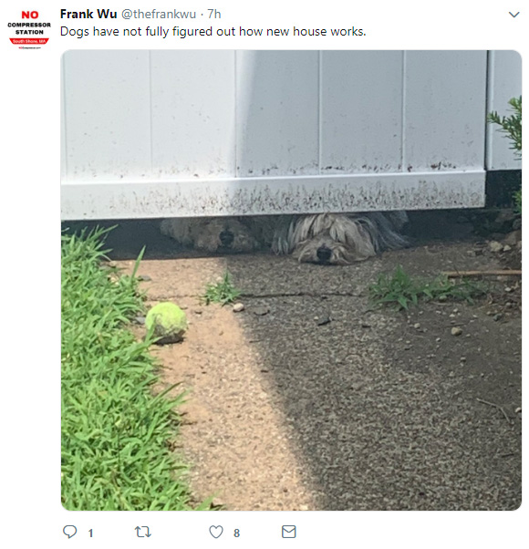 dog.jpg