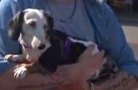 dog.png