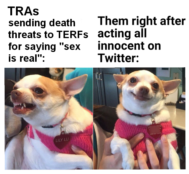 dog.png