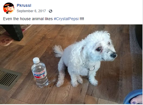 dog.PNG