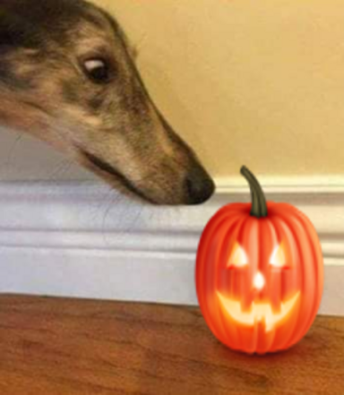 dog spooky.png