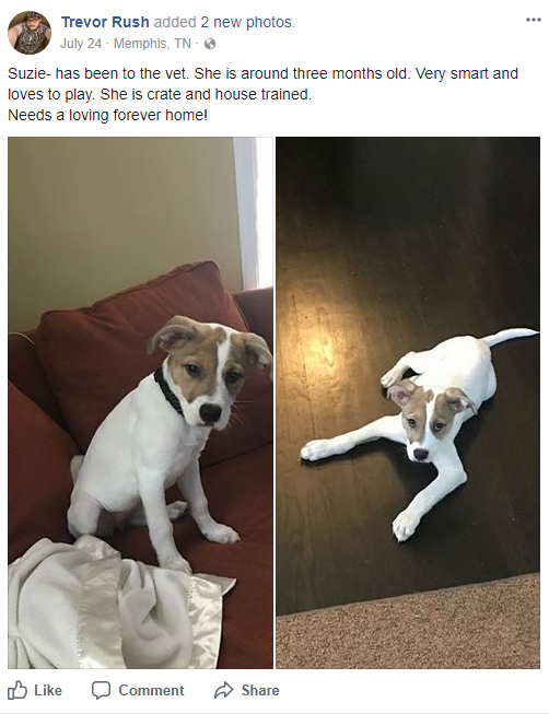 dog2.PNG