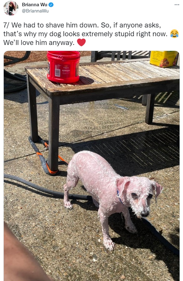 dog3.jpg