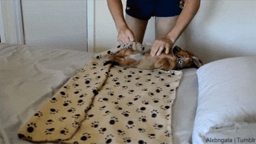 dog_burrito.gif