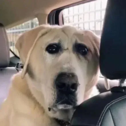 dog_concern.png