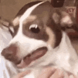dog_creeping_terror.gif