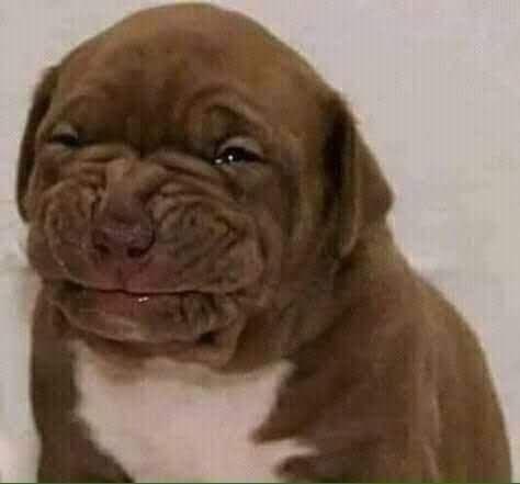 DOGGO.jpg